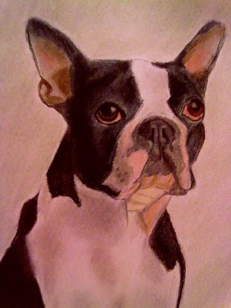 Boston Terrier