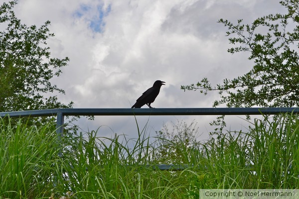 Crow on Railing