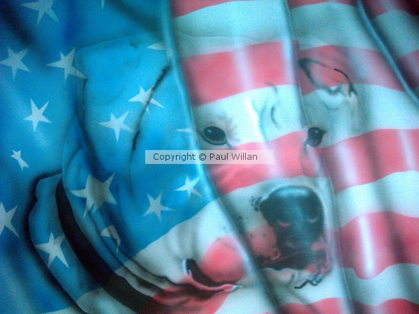 American Bulldog for printing