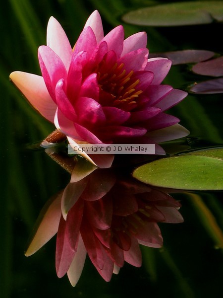 Red waterlily with reflection  5323