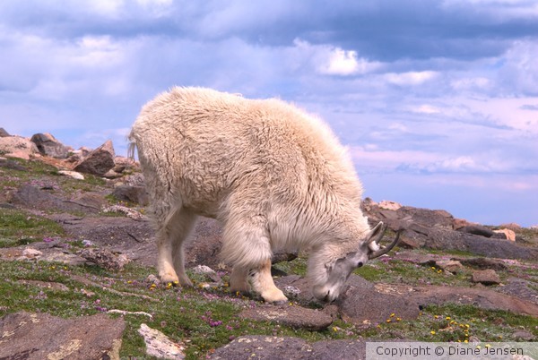 Mountain Goat