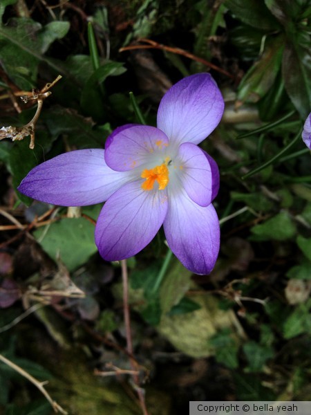 crocus
