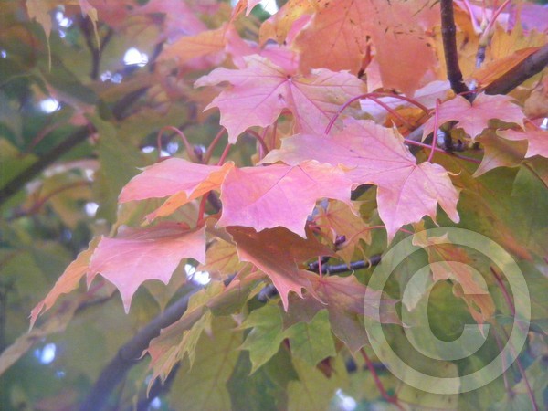 Autumn Leaf