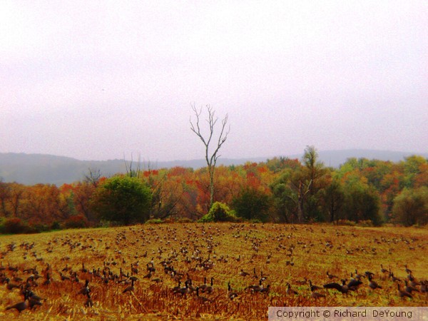 GOOSE FIELD