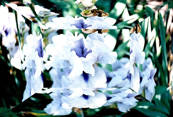 White Beauty