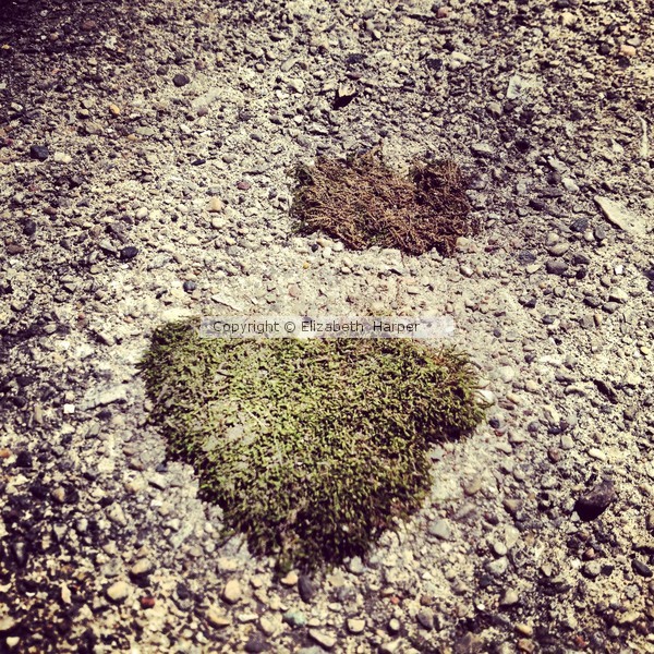 Grass Heart