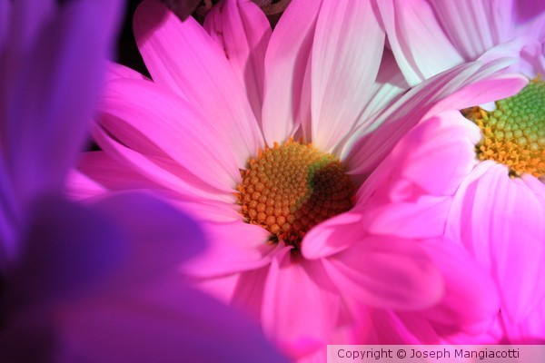 Daisy