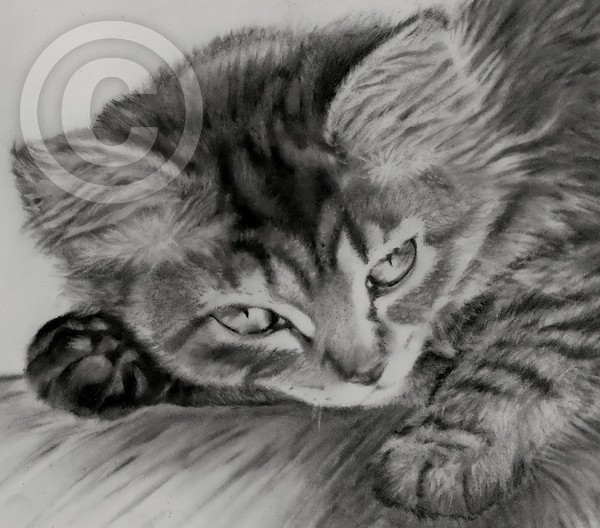 Kitten