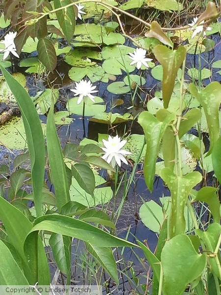 Water Lillies