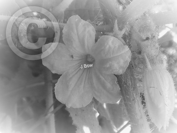 Aviary Photo 130602127775390652