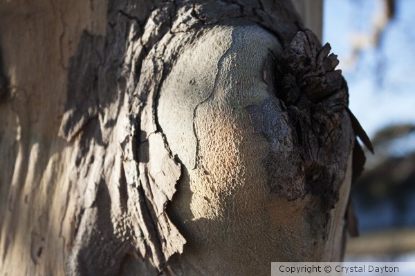 tree