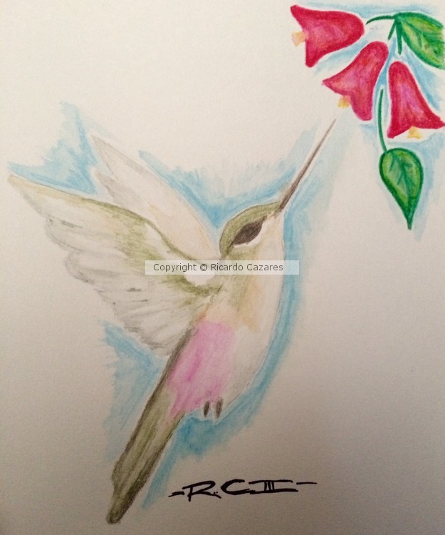 Hummingbird