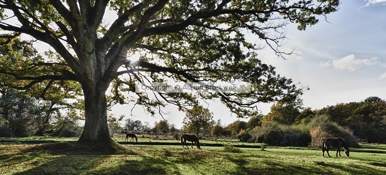 New Forest