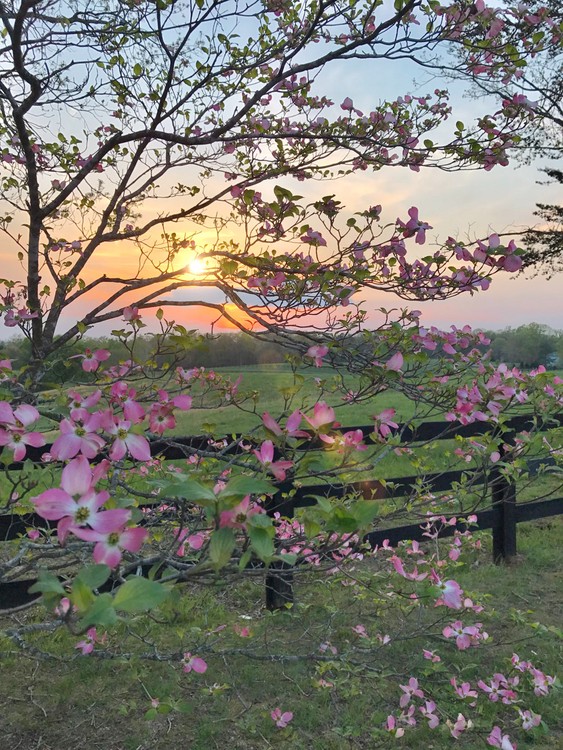 Pink Dogwood