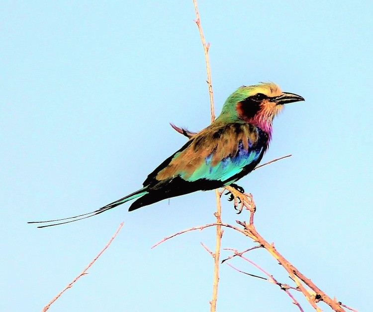 African Lilac Breasted Roller