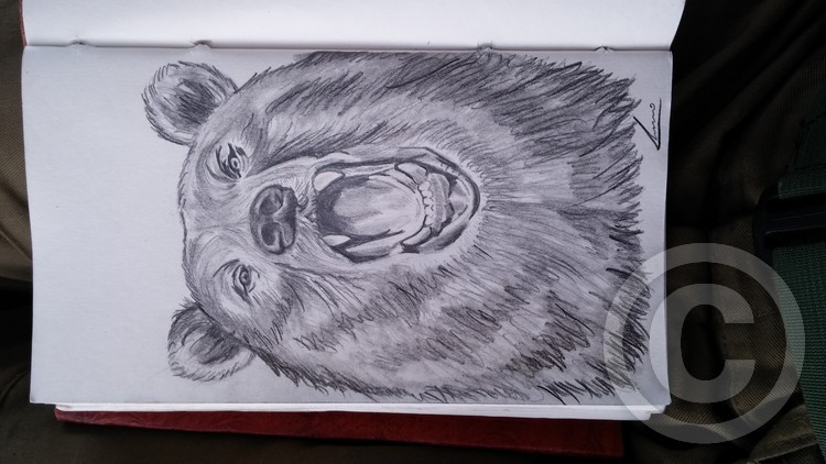 bear