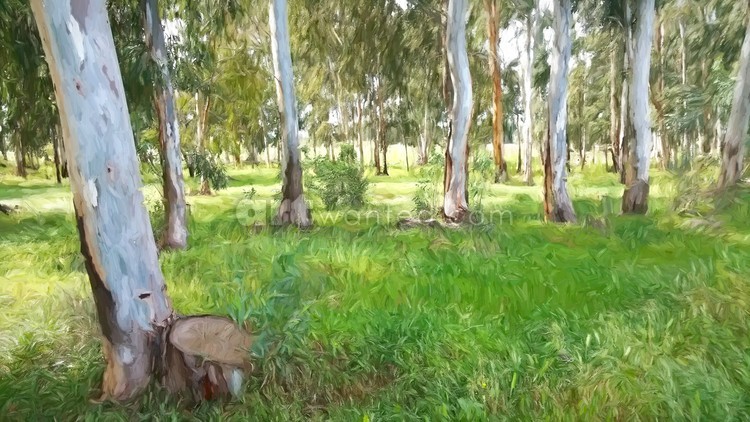Sharon Park 3