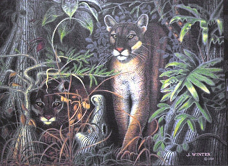 Panthers in the Cypress 