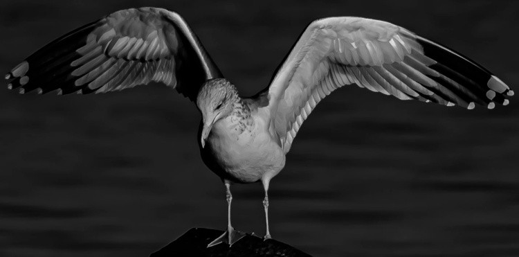Seagull in the morning light - October 27 2026 1