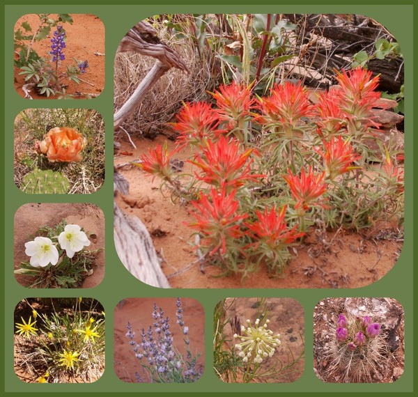 Arches Wildflowers