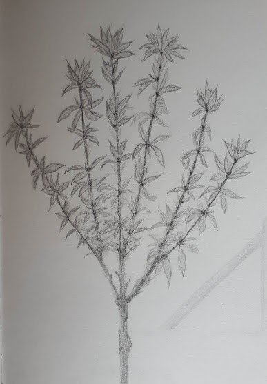 Little Cherry Tree