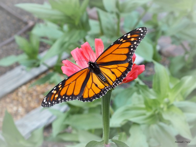 Male Monarch 