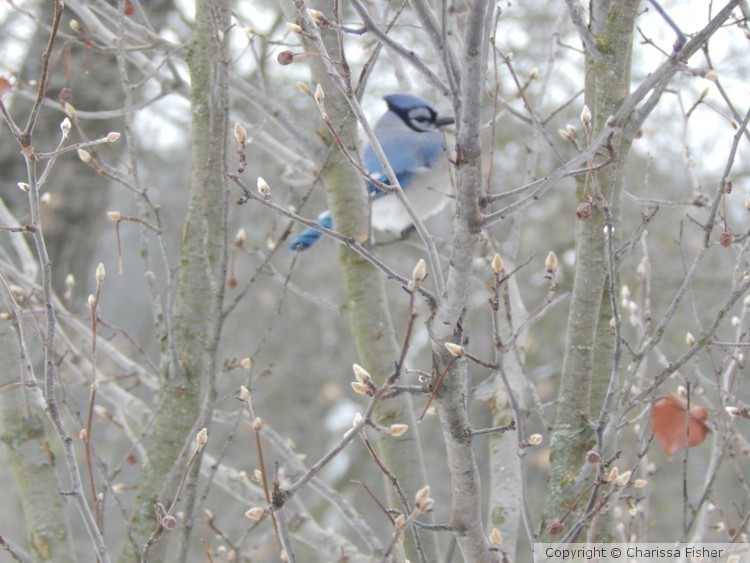 bluebird