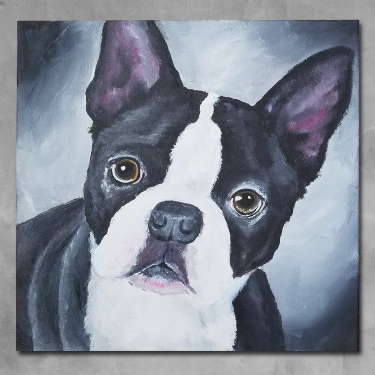 Boston-Terrier-Sugar
