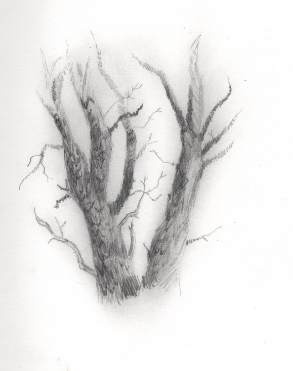 Tree Value