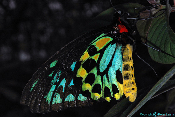 Birdwing Butterfly