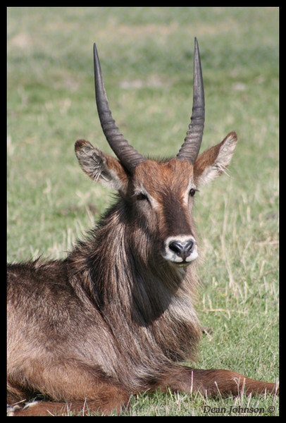 Serengeti