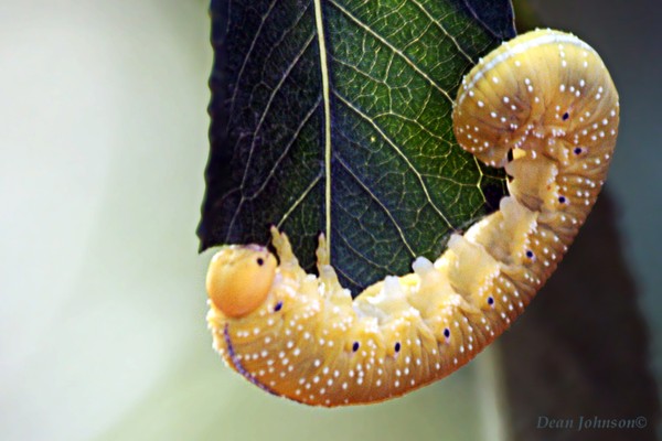 Caterpillar?