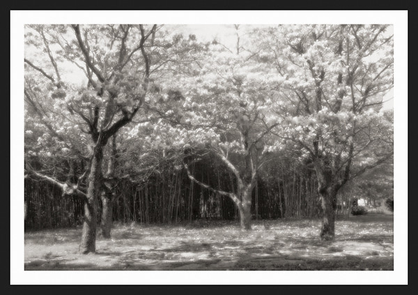 Mystic Garden