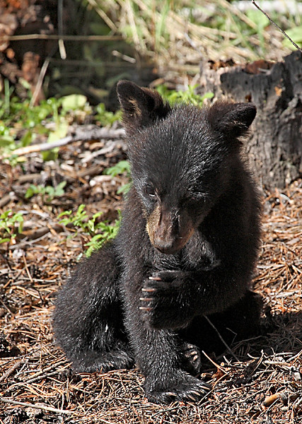 Black Bear Cub 3