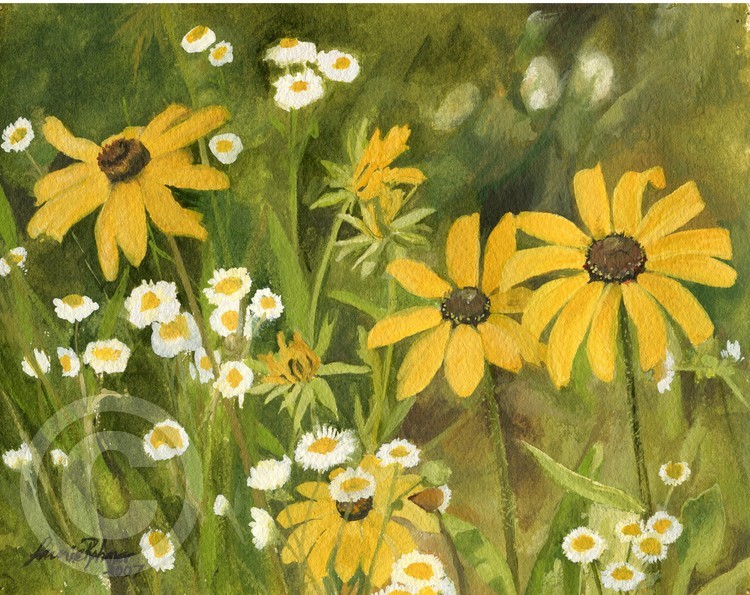 Black Eyed Susan Daisies