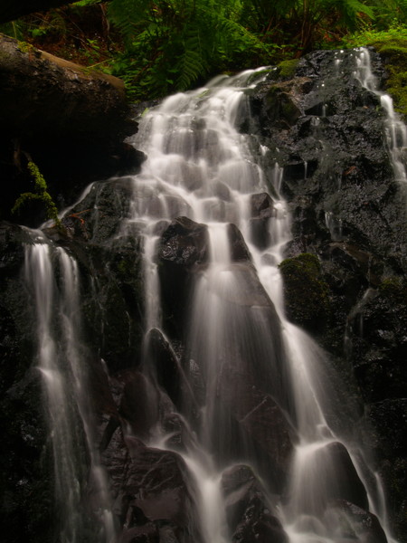 Fern Falls I
