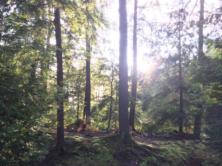Trees