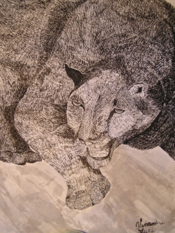 The mountain lion