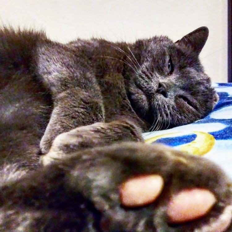 Cat strech