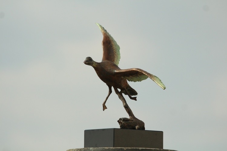 Flying Duck