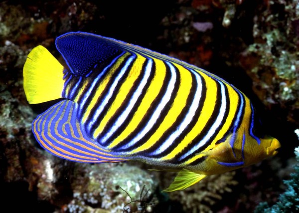 Regal Angelfish