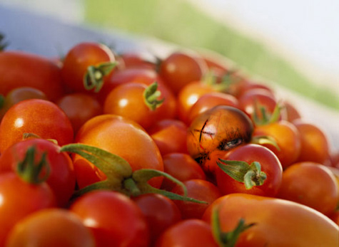 bad tomato