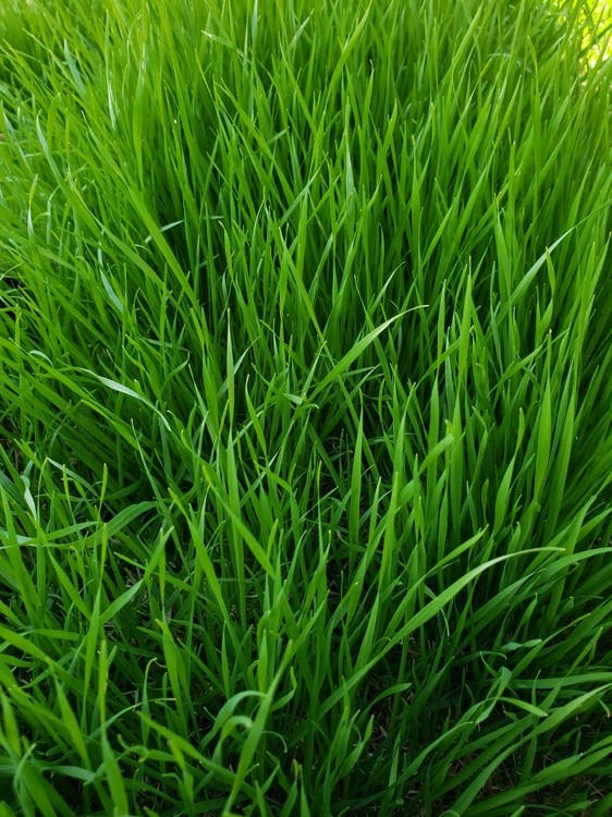 Grass