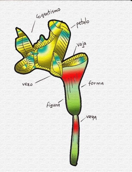 Flor