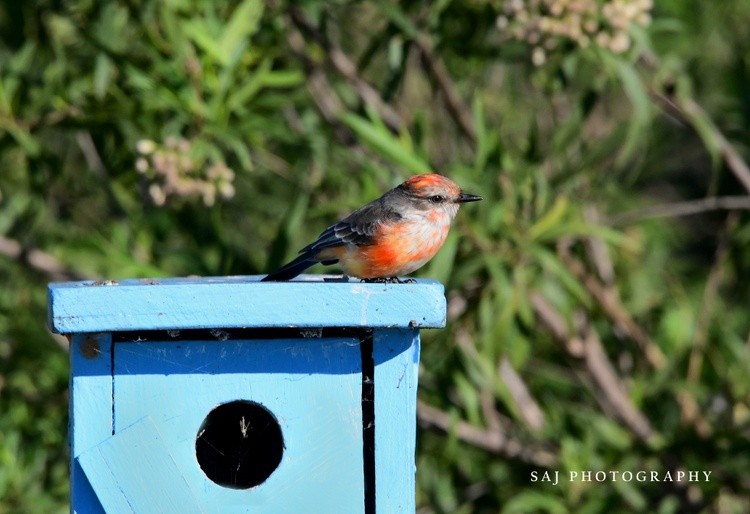 Vermilion Flycatcher 