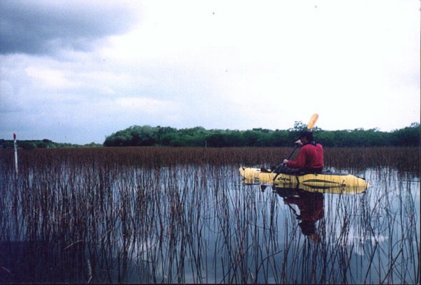 Sawgrass Plain