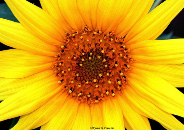 Nature's True Sun