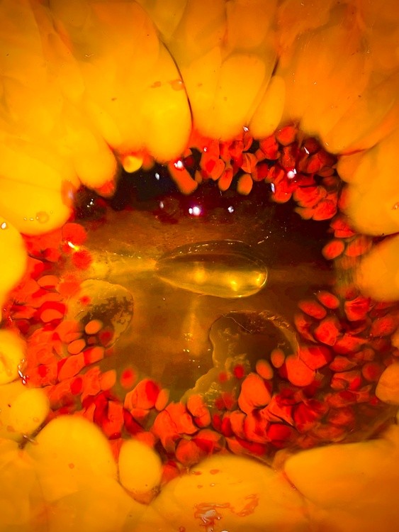 Inside Chihuly