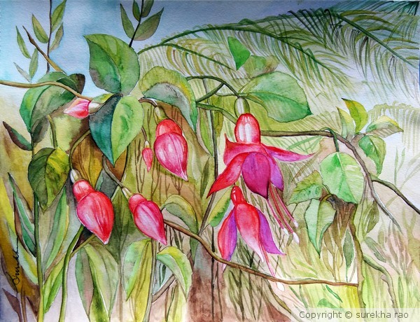 Fuchsias in June