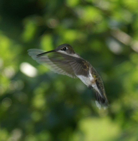 humming bird 2006